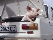 Operaţiunea: „Porcul”. Oricine va fi prins cu un porc în portbagaj va fi amendat şi va rămâne fără porc