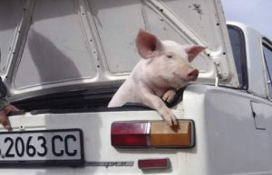 Operaţiunea: „Porcul”. Oricine va fi prins cu un porc în portbagaj va fi amendat şi va rămâne fără porc