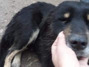 Câini vânaţi cu arbaleta, pe străzile din Babadag: „Poliţie!!! Cineva să ne ajute să găsim criminalul!”