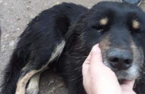 Câini vânaţi cu arbaleta, pe străzile din Babadag: „Poliţie!!! Cineva să ne ajute să găsim criminalul!”