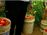 Ani grei de închisoare pentru trei români care au exploatat zeci de conaţionali la muncă în Italia