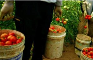 Ani grei de închisoare pentru trei români care au exploatat zeci de conaţionali la muncă în Italia