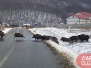 Imagini inedite surprinse de un clujean: cârd de mistreți trecând o stradă într-o comună din județul Cluj!