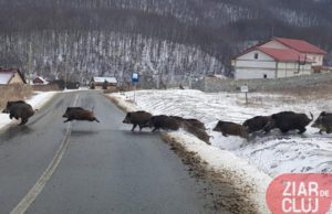Imagini inedite surprinse de un clujean: cârd de mistreți trecând o stradă într-o comună din județul Cluj!