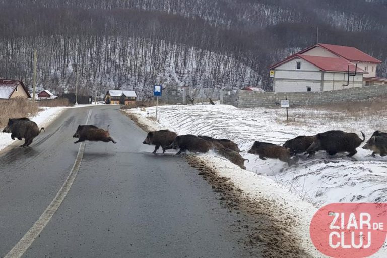 Imagini inedite surprinse de un clujean: cârd de mistreți trecând o stradă într-o comună din județul Cluj!