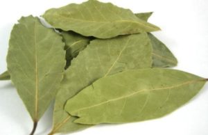 Frunzele de dafin ne scapă de varice, dureri articulare, dureri de cap, pierderi de memorie și multe altele