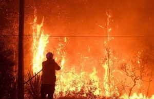 Numărul speciilor pe cale de dispariție de pe Terra a depășit 30.000. „Anul viitor va fi critic pentru viitorul planetei”