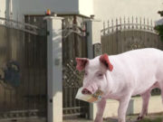 Nutu Camataru i-a imprumutat porcului 1000 de euro ca sa aiba motiv sa il taie de Craciun!