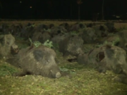 Vânătoarea de mistreţi de la Balc nu se mai ţine în 2020. Motivul neaşteptat