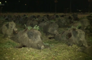 Vânătoarea de mistreţi de la Balc nu se mai ţine în 2020. Motivul neaşteptat