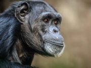 Descoperirea făcută de un ONG într-un restaurant. Ce le servea clienților