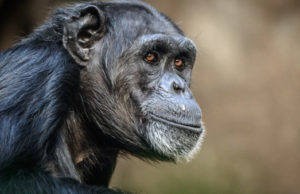 Descoperirea făcută de un ONG într-un restaurant. Ce le servea clienților