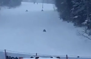 Mesaj Ro-Alert în Predeal! Doi urși au fost văzuți în zone pline de oameni