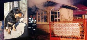 Ea-este-Chira-cățelușa-care-a-salvat-un-copil-de-numai-2-ani-de-la-moarte-la-Plosca