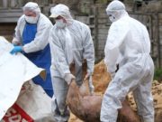 Inceput de an cu focare active de pesta porcina