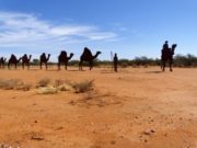 Peste 10.000 de cămile din Australia vor fi ucise. Vor fi împuşcate din elicoptere pentru că beau prea multă apă