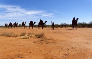 Peste 10.000 de cămile din Australia vor fi ucise. Vor fi împuşcate din elicoptere pentru că beau prea multă apă