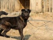 Senatul a votat închisoare de la 2 la 7 ani pentru cei ce omoară și chinuie animale