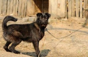 Senatul a votat închisoare de la 2 la 7 ani pentru cei ce omoară și chinuie animale