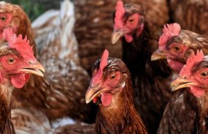 Carne din focarele de gripă aviară din Ungaria, la vânzare în Dolj şi Gorj