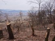 Un primar vrea să-i filmeze pe cei care taie pădurile: Jaful trebuie oprit