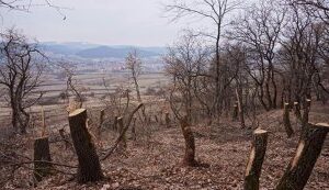 Un primar vrea să-i filmeze pe cei care taie pădurile: Jaful trebuie oprit