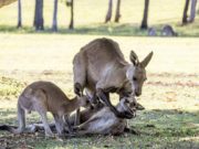 Un cangur şi-a ajutat partenera să-şi mai privească o dată puiul, înainte de a muri
