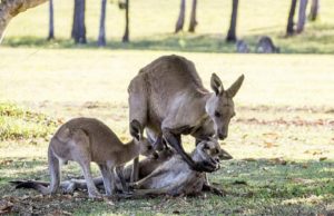 Un cangur şi-a ajutat partenera să-şi mai privească o dată puiul, înainte de a muri