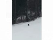 Urs pe pârtie la Predeal, mesaj Ro Alert trimis turiştilor din staţiune