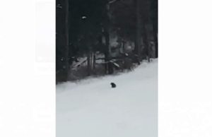 Urs pe pârtie la Predeal, mesaj Ro Alert trimis turiştilor din staţiune