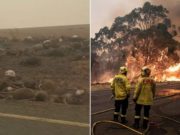 Imagini de coșmar în Australia. Mii de canguri, koala și oi carbonizate, filmate pe marginea unui drum