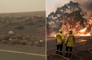 Imagini de coșmar în Australia. Mii de canguri, koala și oi carbonizate, filmate pe marginea unui drum