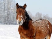 Cal ucis în bătaie în Vaslui pentru că nu a putut trage o căruţă cu lemne