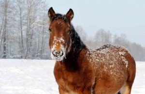 Cal ucis în bătaie în Vaslui pentru că nu a putut trage o căruţă cu lemne