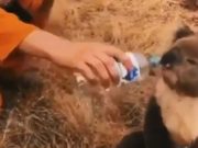 Un ursuleţ koala sufocat de fum, în Australia, bea apă din sticla ţinută de un pompier
