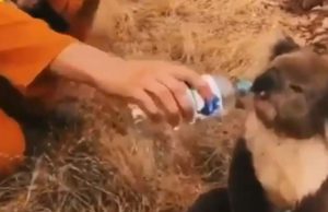 Un ursuleţ koala sufocat de fum, în Australia, bea apă din sticla ţinută de un pompier