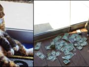 O pisică adusă într-un birou pentru a vâna șoareci a început să adune bani