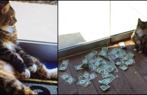 O pisică adusă într-un birou pentru a vâna șoareci a început să adune bani