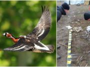 Emilia, pasărea rară ucisă de un brăilean, zburase 10.000 de kilometri până să ajungă în România