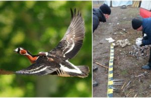 Emilia, pasărea rară ucisă de un brăilean, zburase 10.000 de kilometri până să ajungă în România