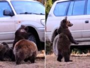 Ursuleţi filmaţi când se joacă cu roata unei maşini, în Covasna