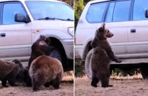 Ursuleţi filmaţi când se joacă cu roata unei maşini, în Covasna