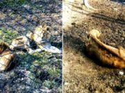 Imagini de coşmar la Grădina Zoologică din Reşiţa: ‘E câine sau leu?’