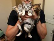 Un tânăr din Timişoara adopta pisici de pe Facebook, apoi le lua viaţa