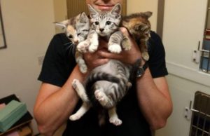 Un tânăr din Timişoara adopta pisici de pe Facebook, apoi le lua viaţa