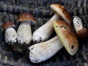 Români amendaţi după ce au cules toate ciupercile dintr-o pădure din Franţa