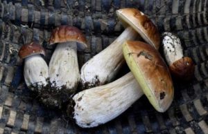 Români amendaţi după ce au cules toate ciupercile dintr-o pădure din Franţa