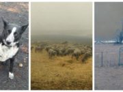 Un câine a salvat zeci de oi din calea incendiilor devastatoare din Australia