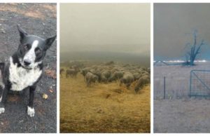Un câine a salvat zeci de oi din calea incendiilor devastatoare din Australia