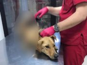 Căţeluşă chinuită fără milă de persoane necunoscute, la Brăila. Poliţia caută făptaşii